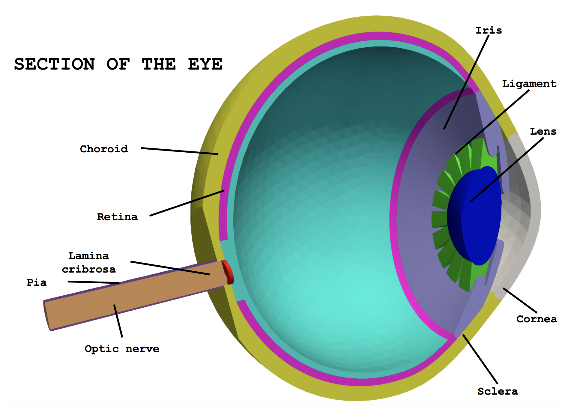 Cut of the ocular geometry